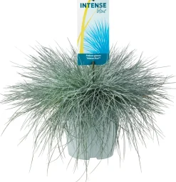 New Blauschwingel XL (Festuca glauca 'Intense Blue') D 23 H 45 cm Immergrüne Pflanzen|Winterharte Pflanzen