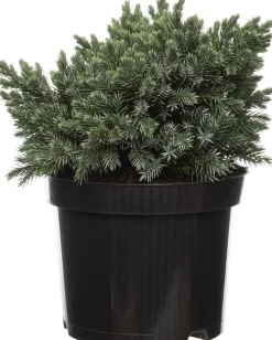Sale Blauzeder-Wacholder (Juniperus squamata 'Blue Star') D 17 H 15 cm Immergrüne Pflanzen|Winterharte Pflanzen