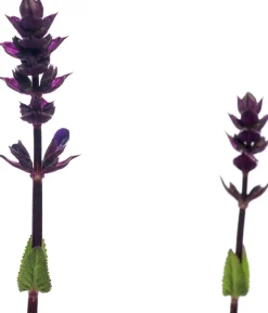 Discount Blüten-Salbei (Salvia nemorosa 'Caradonna') D 11 H 10 cm Immergrüne Pflanzen|Winterharte Pflanzen