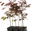 Clearance Blutbuche (Fagus sylvatica 'Atropunicea') D 9 H 60 cm Heckenpflanzen|Winterharte Pflanzen