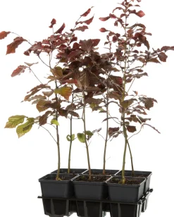 Clearance Blutbuche (Fagus sylvatica 'Atropunicea') D 9 H 60 cm Heckenpflanzen|Winterharte Pflanzen