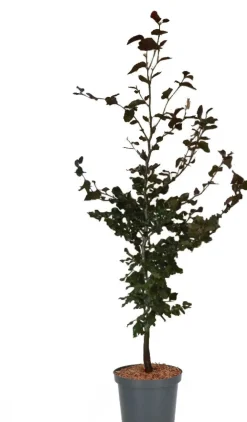 Best Blutbuche (Fagus sylvatica 'Atropunicea') D 17 H 60 cm Heckenpflanzen|Winterharte Pflanzen