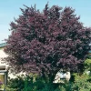 New Blutpflaume (Prunus cerasifera 'Nigra') D 32 H 180 cm Kirschlorbeer