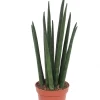 Discount Bogenhanf (Sansevieria bacularis 'Mikado') D 6 H 20 cm Kleine Zimmerpflanzen|Für Sonne