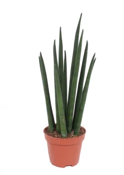 Discount Bogenhanf (Sansevieria bacularis 'Mikado') D 6 H 20 cm Kleine Zimmerpflanzen|Für Sonne