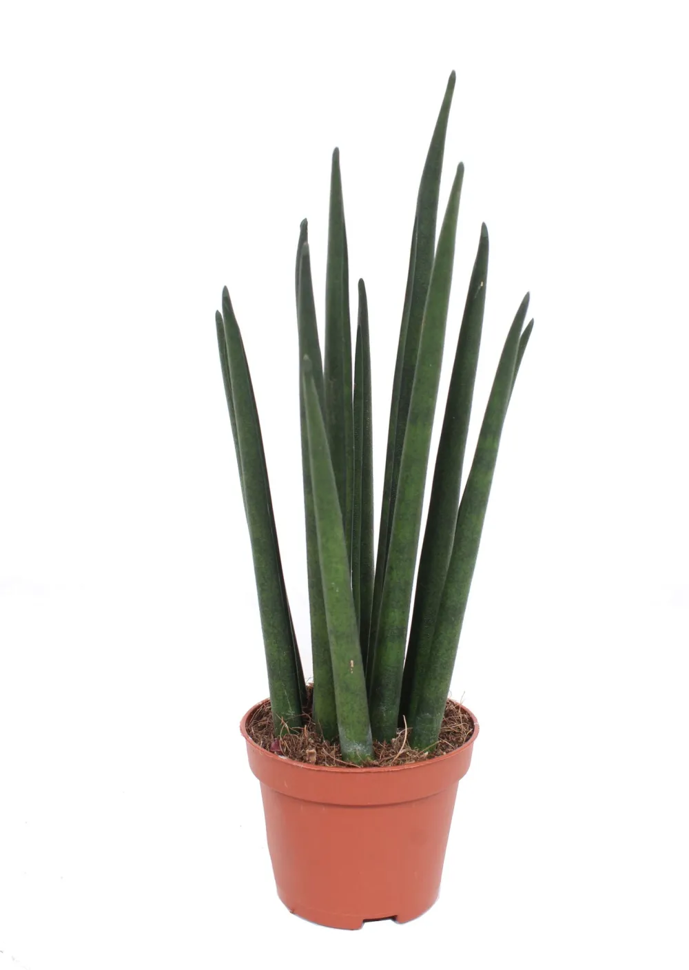 Discount Bogenhanf (Sansevieria bacularis 'Mikado') D 6 H 20 cm Kleine Zimmerpflanzen|Für Sonne