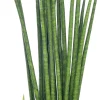 Sale Bogenhanf (Sansevieria bacularis 'Mikado') D 12 cm H 40 cm Für Sonne|Luftreinigende Pflanzen