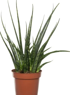 Best Bogenhanf (Sansevieria 'Fernwood Mikado') D 12 H 40 cm Für Sonne|Luftreinigende Pflanzen