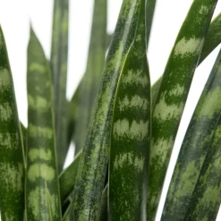 Best Bogenhanf (Sansevieria 'Fernwood Mikado') D 12 H 40 cm Für Sonne|Luftreinigende Pflanzen