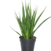 Sale Bogenhanf (Sansevieria kirkii 'Friends') D 15 H 40 cm Für Sonne|Luftreinigende Pflanzen