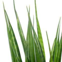 Sale Bogenhanf (Sansevieria kirkii 'Friends') D 15 H 40 cm Für Sonne|Luftreinigende Pflanzen