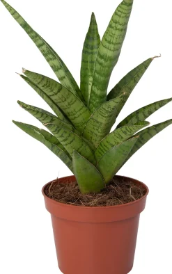 New Bogenhanf (Sansevieria 'Tough Lady') D 10 H 25 cm Kleine Zimmerpflanzen|Für Sonne