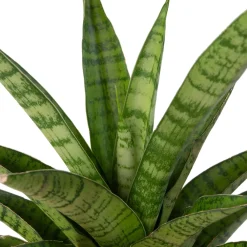 New Bogenhanf (Sansevieria 'Tough Lady') D 10 H 25 cm Kleine Zimmerpflanzen|Für Sonne
