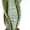 Online Bogenhanf (Sansevieria trifasciata 'Laurentii') D 12 H 40 cm Für Sonne|Luftreinigende Pflanzen