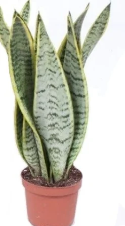 Online Bogenhanf (Sansevieria trifasciata 'Laurentii') D 12 H 40 cm Für Sonne|Luftreinigende Pflanzen