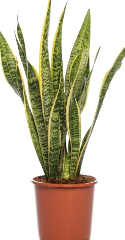 Online Bogenhanf (Sansevieria trifasciata 'Laurentii') D 17 H 65 cm Für Sonne|Luftreinigende Pflanzen