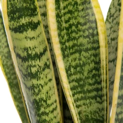 Online Bogenhanf (Sansevieria trifasciata 'Laurentii') D 17 H 65 cm Für Sonne|Luftreinigende Pflanzen