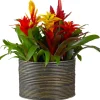 Discount Bromelie Herbst-Mix (Bromelia) D 12 cm H 35 cm Blühende Zimmerpflanzen|Bromelien