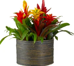 Discount Bromelie Herbst-Mix (Bromelia) D 12 cm H 35 cm Blühende Zimmerpflanzen|Bromelien