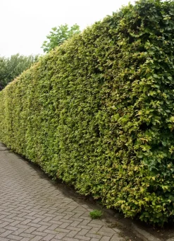 Discount Buche (Fagus Sylvatica) Heckenpflanzen|Immergrüne Pflanzen