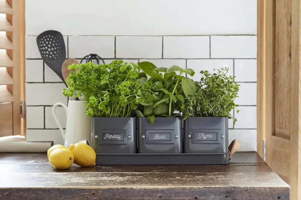 Best Burgon & Ball Kräutertöpfe auf Tablett schwarz 41 x 12 x 13,5 cm Blumentöpfe & Pflanzgefäße|Blumentöpfe