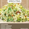 Buzzy® Daikon Sprossen (Raphanus sativus) (BIO) Samen Gemüsesamen|Saatgut
