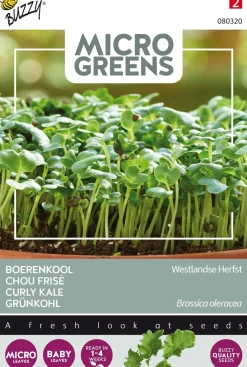 Best Buzzy® Microgreens Grünkohl Sprossen (Brassica oleracea var. acephala sabellica) Sprossen (BIO) Samen Gemüsesamen|Saatgut