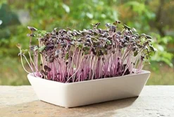 New Buzzy® Microgreens Radies (Raphanus sativus) Kresse-Anzuchtset Gemüsesamen|Saatgut
