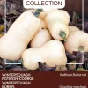 Discount Buzzy® Ornamental Kürbis (Cucurbita moschata 'Waltham Butternut') Samen Gemüsesamen|Saatgut