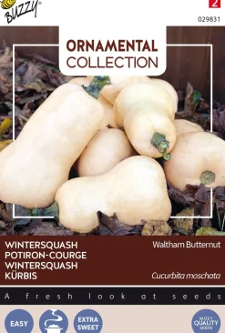 Discount Buzzy® Ornamental Kürbis (Cucurbita moschata 'Waltham Butternut') Samen Gemüsesamen|Saatgut