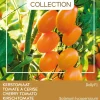 Discount Buzzy® Pomodori Kirschtomate (Solanum lycopersicum 'Dolly F1') Samen Gemüsesamen|Saatgut