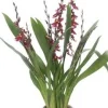 Cambria-Orchidee (Cambria 'Barocco') D 12 H 50 cm Blühende Zimmerpflanzen|Orchideen