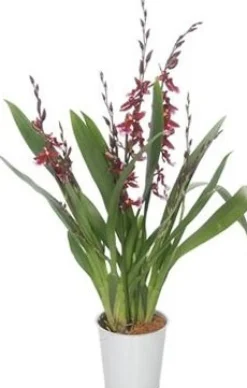 Cambria-Orchidee (Cambria 'Barocco') D 12 H 50 cm Blühende Zimmerpflanzen|Orchideen