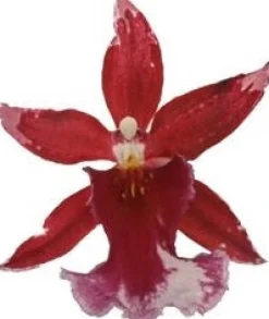 Cambria-Orchidee (Cambria 'Barocco') D 12 H 50 cm Blühende Zimmerpflanzen|Orchideen