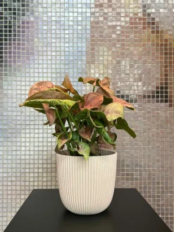 Online Capi Europe Blumentopf Groove beige D 13 H 12 cm Blumentöpfe & Pflanzgefäße|Blumentöpfe