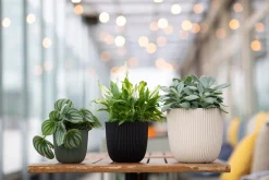 Clearance Capi Europe Blumentopf Groove beige D 21,5 H 20 cm Blumentöpfe & Pflanzgefäße|Blumentöpfe