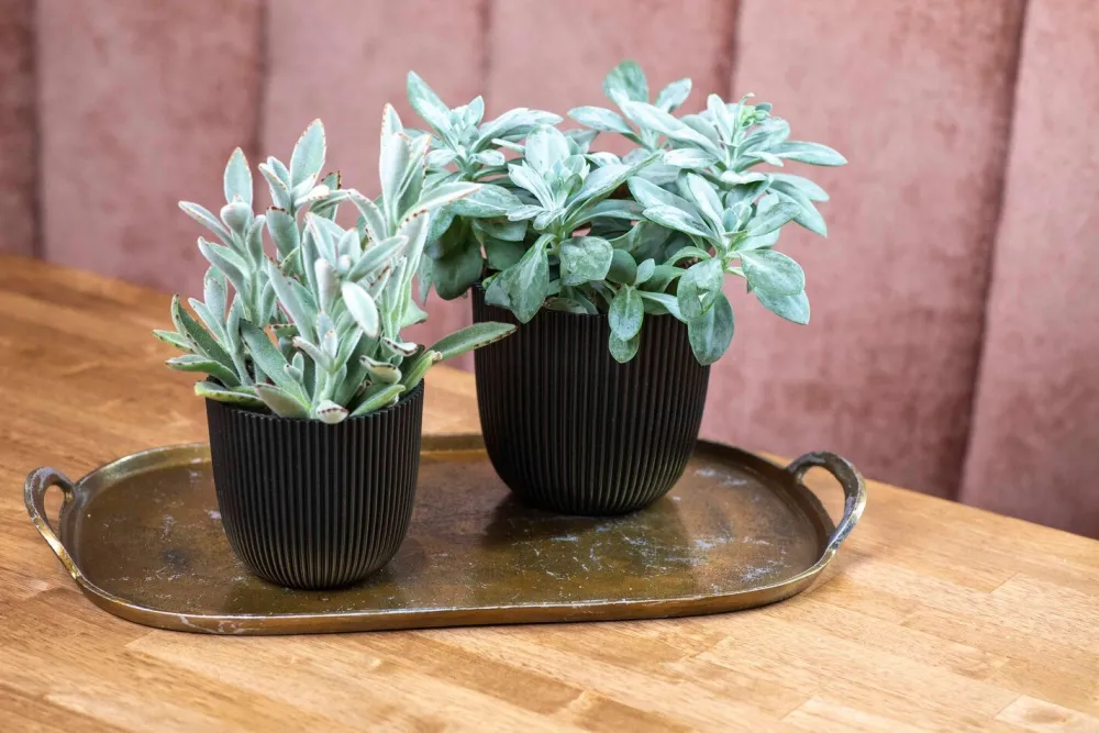 Discount Capi Europe Blumentopf Groove schwarz D 21,5 H 20 cm Blumentöpfe & Pflanzgefäße|Blumentöpfe