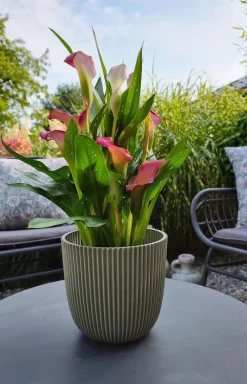 Clearance Capi Europe Blumentopf Groove grün D 13 H 12 cm Blumentöpfe|Blumentöpfe & Pflanzgefäße