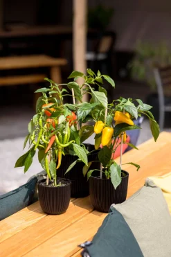 Sale Capi Europe Blumentopf Groove schwarz D 16,5 H 15 cm Blumentöpfe|Blumentöpfe & Pflanzgefäße