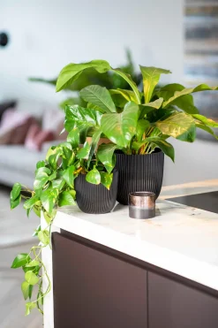 Sale Capi Europe Blumentopf Groove schwarz D 16,5 H 15 cm Blumentöpfe|Blumentöpfe & Pflanzgefäße