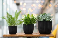 Best Capi Europe Blumentopf Groove schwarz D 13 H 12 cm Blumentöpfe|Blumentöpfe & Pflanzgefäße