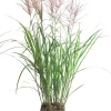 Sale Chinaschilf (Miscanthus sinensis ‘Vulcano’) D 23 H 80 cm Winterharte Pflanzen|Mehrjährige Pflanzen
