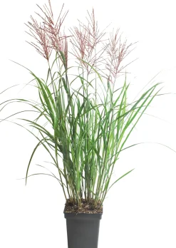 Sale Chinaschilf (Miscanthus sinensis ‘Vulcano’) D 23 H 80 cm Winterharte Pflanzen|Mehrjährige Pflanzen