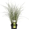 Chinaschilf (Miscanthus sinensis 'Gracillimus') D 19 H 45 cm Blühende Pflanzen|Winterharte Pflanzen
