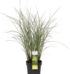 Chinaschilf (Miscanthus sinensis 'Gracillimus') D 19 H 45 cm Blühende Pflanzen|Winterharte Pflanzen