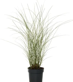 Online Chinaschilf (Miscanthus sinensis 'Morning Light') D 23 H 80 cm Blühende Pflanzen|Winterharte Pflanzen