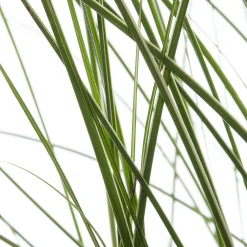 Online Chinaschilf (Miscanthus sinensis 'Morning Light') D 23 H 80 cm Blühende Pflanzen|Winterharte Pflanzen