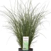 Discount Chinaschilf (Miscanthus sinensis 'Gracillimus') D 23 H 100 cm Blühende Pflanzen|Winterharte Pflanzen