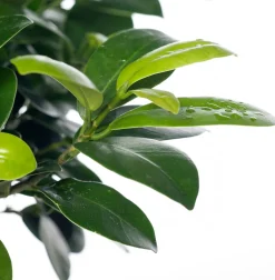 Best Chinesische Feige (Ficus microcarpa 'Ginseng') D 17 cm H 40 cm Bonsai|Grünpflanzen