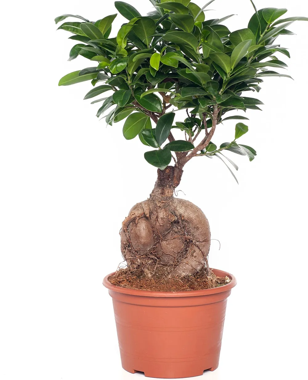 New Chinesische Feige (Ficus microcarpa 'Ginseng') D 15 cm H 40 cm Grünpflanzen|Bonsai